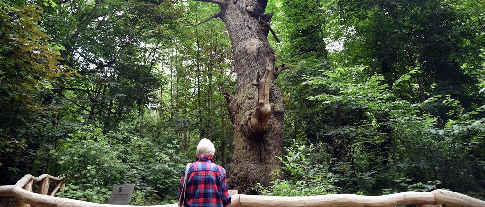 Der älteste Baum von Berlin, die „Dicke Marie“ an der Malche in Reinickendorf