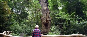 Der älteste Baum von Berlin, die „Dicke Marie“ an der Malche in Reinickendorf