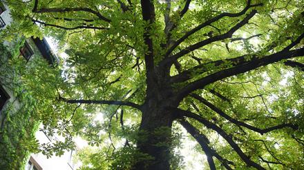 Der Kastanienbaum - Kastanie - auf dem Hinterhof in der Pfarrstraße 96 in Berlin-Lichtenberg, aufgenommen am 3. Juli 2022 für die Baumserie.