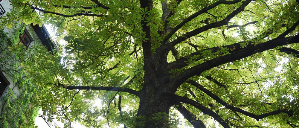 Der Kastanienbaum - Kastanie - auf dem Hinterhof in der Pfarrstraße 96 in Berlin-Lichtenberg, aufgenommen am 3. Juli 2022 für die Baumserie.