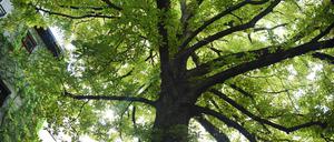 Der Kastanienbaum - Kastanie - auf dem Hinterhof in der Pfarrstraße 96 in Berlin-Lichtenberg, aufgenommen am 3. Juli 2022 für die Baumserie.
