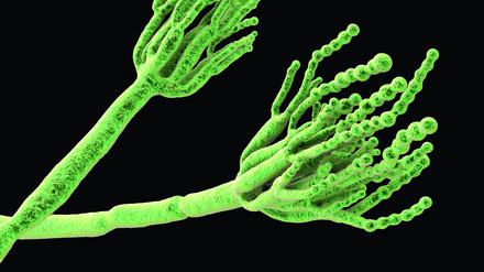 Mutter aller Antibiotika: Penicillin wurde vor rund 95 Jahren als erstes Antibiotikum aus Schimmelpilzen gewonnen.