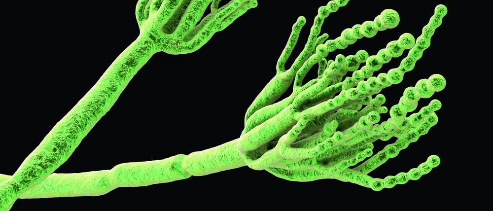 Der Pilz Penicillium wurde zur Herstellung des ersten Antibiotikums Penicillin verwendet.