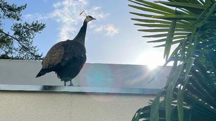 Pfau auf der Garage.