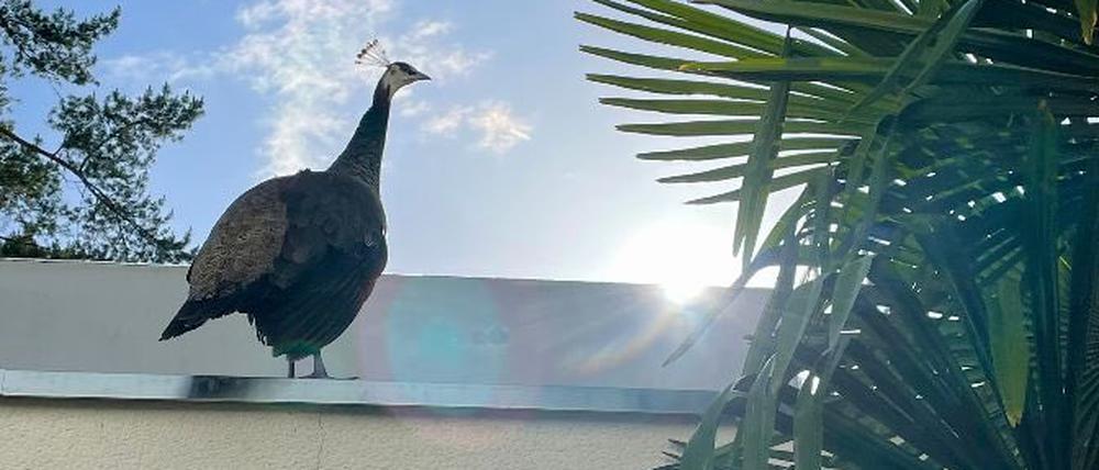 Pfau auf der Garage.