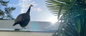 Pfau auf der Garage.