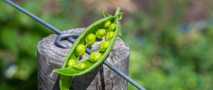 Erbsenschote in „Wilmars Gaerten“