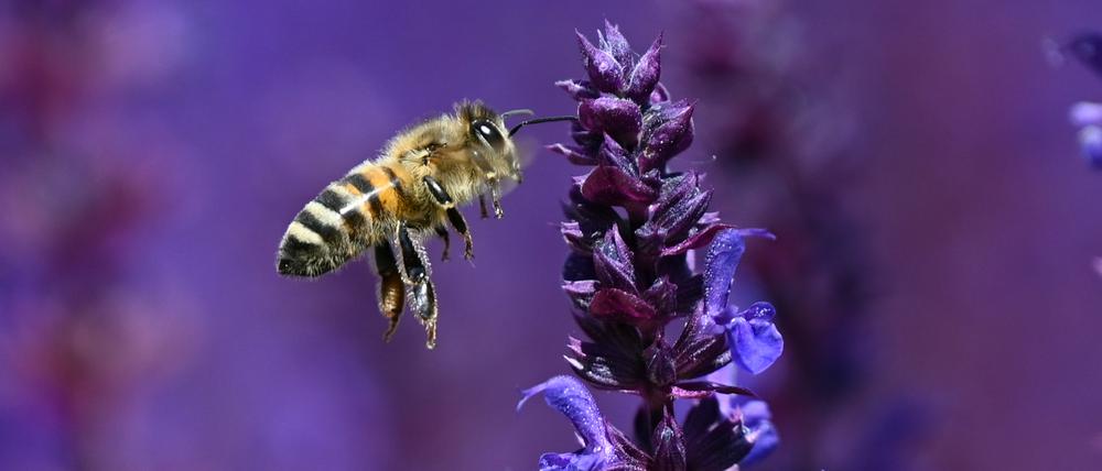 Blüten-Salbei lockt mit seinen violetten Blüten die Bienen im Frankfurter Bethmannpark an. (Symbolbild)
