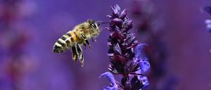 Blüten-Salbei lockt mit seinen violetten Blüten die Bienen im Frankfurter Bethmannpark an. (Symbolbild)