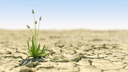 Seit dem Frühjahr 2022 herrscht in Europa eine ausgedehnte Trockenheit, die Folgen für Wasserstände, Landwirtschaft Natur und die Wassernutzung hat. 