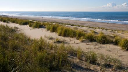 Die Dünen von Noordwijk.