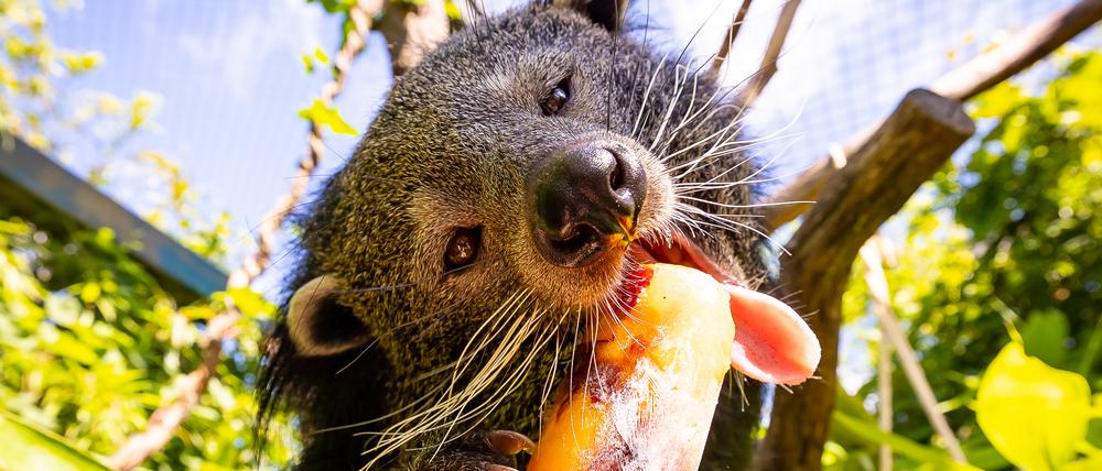Das Binturong stammt ursprünglich aus Südostasien und genießt ein Eis am Stiel.