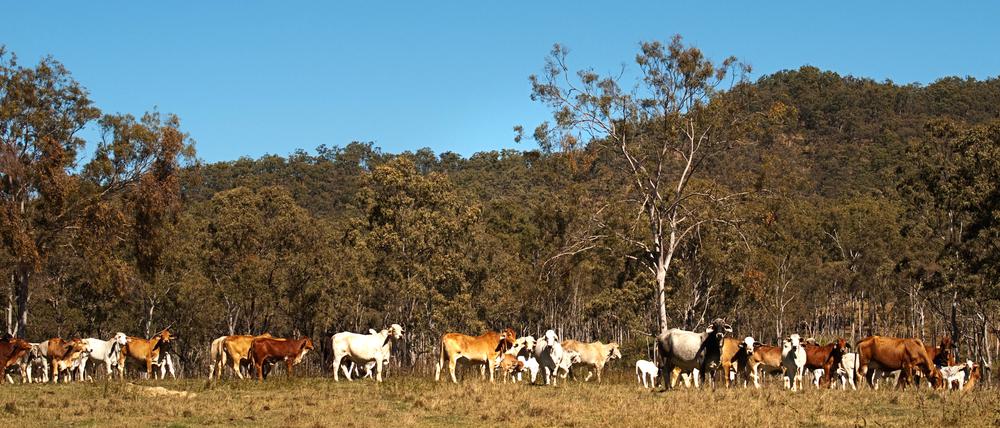 Grasende Gasproduzenten. Das Methan, das die Wiederkäuer ausstoßen, macht zehn Prozent der Treibhausgasemissionen Australiens aus.