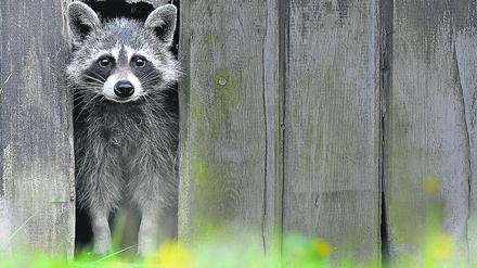 Knapp 35.000 Waschbären werden Jahr für Jahr in Brandenburg von Jägern geschossen oder in Fallen gefangen.