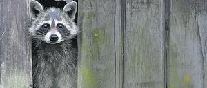 Knapp 35.000 Waschbären werden Jahr für Jahr in Brandenburg von Jägern geschossen oder in Fallen gefangen.