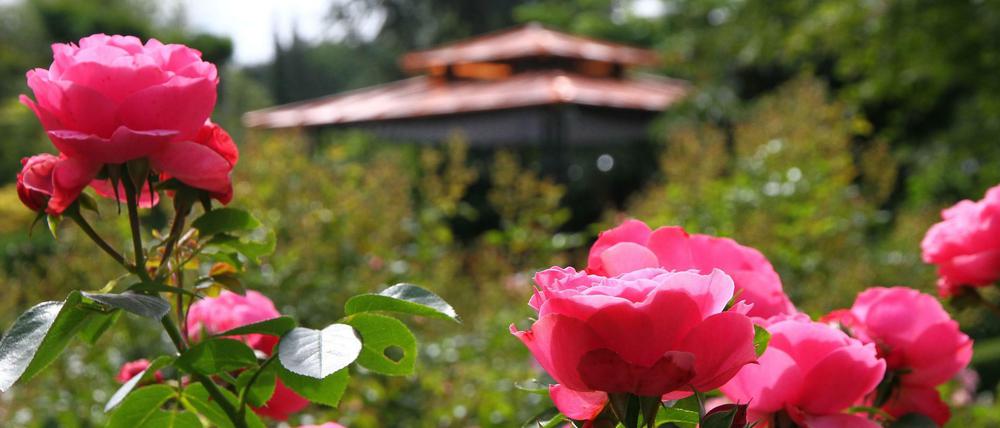 Rosengarten in Berlin-Zehlendorf.
