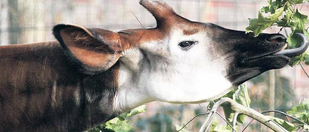 Neu-Berliner. Das Okapi Steve zog Ende Januar in den Zoo, um Nachwuchs zu zeugen. Bei der Zucht von Tieren werden Zoo und Tierpark vom Förderverein unterstützt.