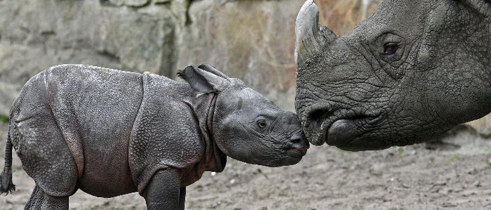 Das kleine Panzernashorn Manjula wurde am 27. April 2008 im Tierpark Friedrichsfelde geboren. Mit einem vorsichtigen Nasenstupser wird es von Mutter Betty begrüßt. Das ursprüngliche Verbreitungsgebiet der Panzernashörner reichte von Pakistan über den Norden Indiens bis nach Bangladesch und Assam. -