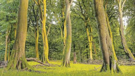 Romantik. Gut 250 Jahre sind die ältesten Buchen im Nationalpark Jasmund alt. Das passt, denn in etwa so lange ist es her, dass in Deutschland in Kunst und Dichtung die Romantik begann – und für die Nation so bedeutend wurde. 