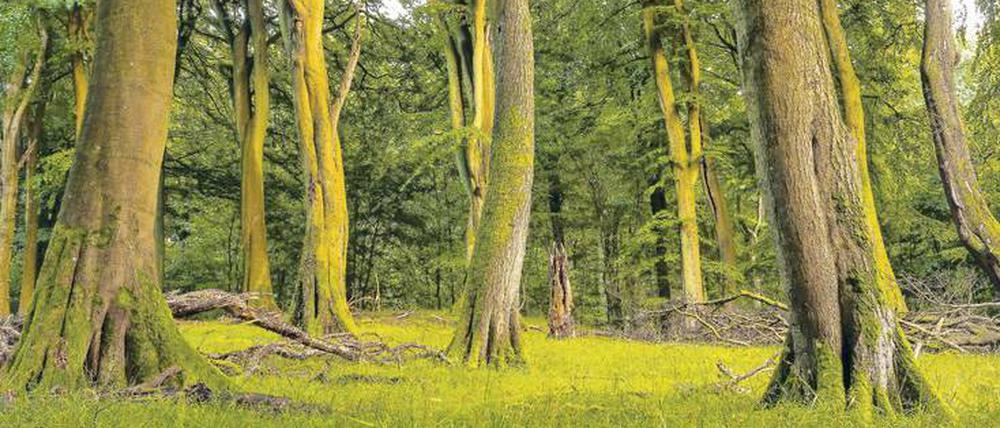 Romantik. Gut 250 Jahre sind die ältesten Buchen im Nationalpark Jasmund alt. Das passt, denn in etwa so lange ist es her, dass in Deutschland in Kunst und Dichtung die Romantik begann – und für die Nation so bedeutend wurde.