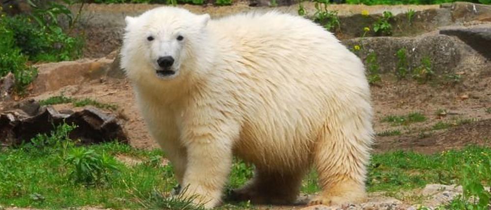 070703_knut8_KKH.JPG