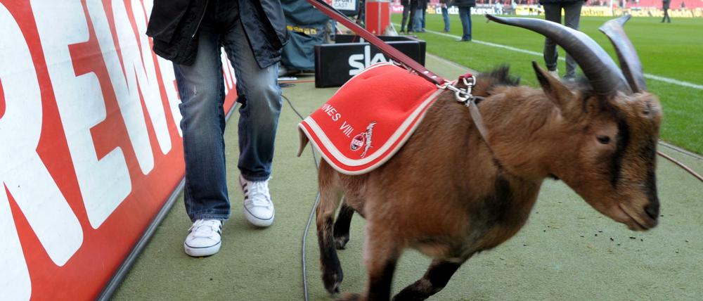 1. FC Köln.