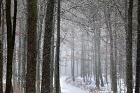 Der Winterwald im Nationalpark Spessart in Bayern. Die Naturschutzverbände wünschen sich mehr "wilden Wald", in dem keine Nutzung mehr stattfindet.