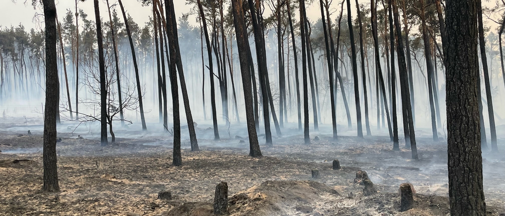 In den Wäldern Brandenburgs hat es dieses Jahr bereits über 300 Mal gebrannt. Hier ein Wald im Landkreis Elbe-Elster.
