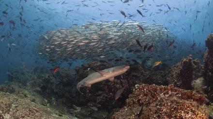 Ganz schön voll. Die Gewässer vor dem Galapagos-Archipel zählen zu den artenreichsten der Welt, vor allem viele seltene Haie sind hier beheimatet – noch