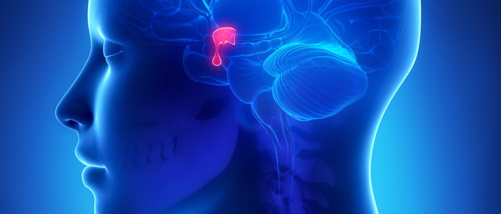 Die Hirnanhangdrüse in einer 3D-Simulation.