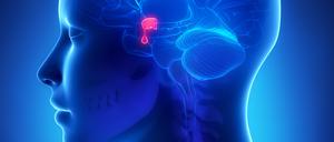 Die Hirnanhangdrüse in einer 3D-Simulation.