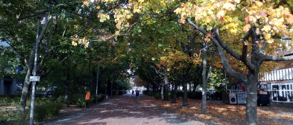 Mindestens ein Dutzend Bäume gegenüber vom Bahnhof Jannowitzbrücke werden gefällt.