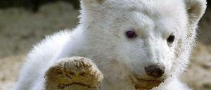 Flüchtiger Ruhm: Als Baby-Knut 2007 süß grüßte, liebten ihn alle. Doch schon vor seinem Tod ebbte der Hype um den Eisbären ab.