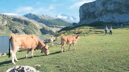 Gräser, Kräuter, Blumen – auf den Hochalmen der Picos bekommen die Kühe alles, was ihre Milch und schließlich den Käse gut macht. 