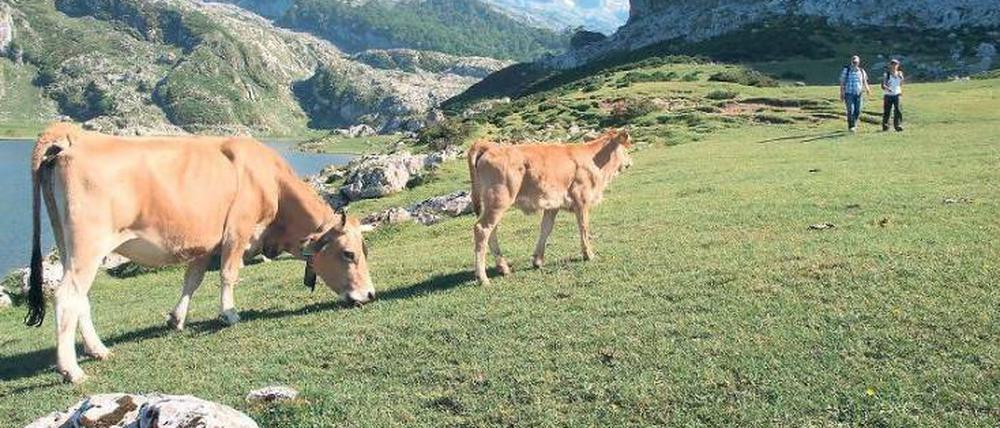 Gräser, Kräuter, Blumen – auf den Hochalmen der Picos bekommen die Kühe alles, was ihre Milch und schließlich den Käse gut macht.