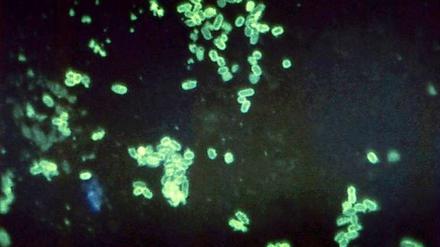 EHEC-Bakterium.