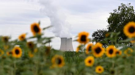 Das Kernkraftwerk Isar 2, aus dessen Kühlturm Dampf aufsteigt, ist hinter Sonnenblumen in Essenbach bei Landshut zu sehen.