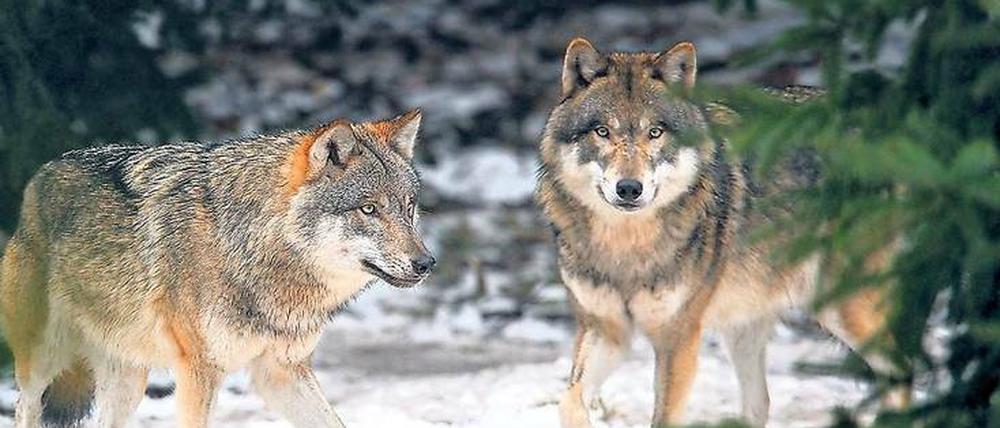 In Brandenburg greifen Wölfe immer wieder das Vieh der Bauern an.