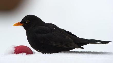 Schwarz auf weiß. Ein Amselmann im Schnee.