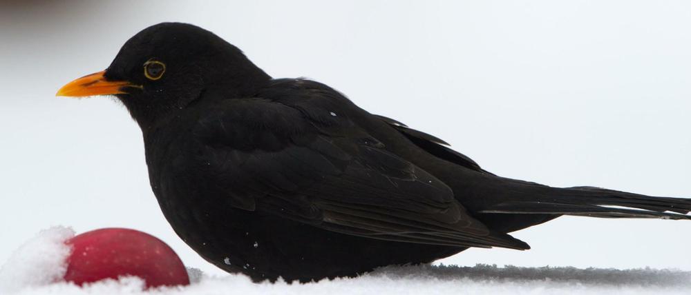 Schwarz auf weiß. Ein Amselmann im Schnee.