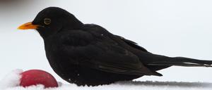 Schwarz auf weiß. Ein Amselmann im Schnee.