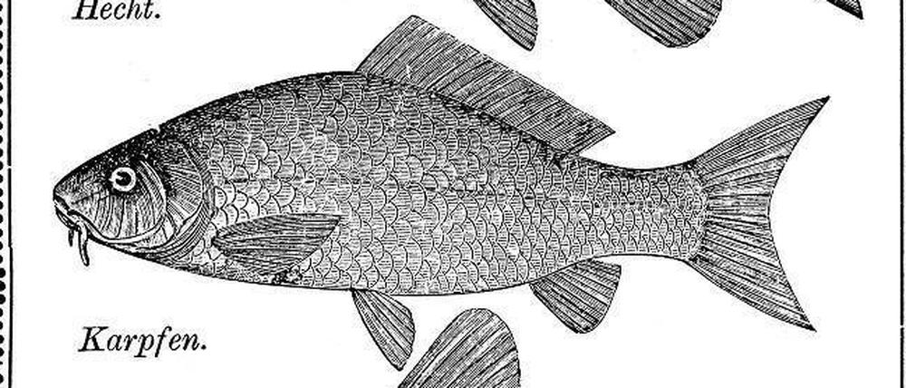 Unbeliebt: Pro Kopf verzehren die Deutschen pro Jahr 15,7 Kilogramm Fisch. Nur 160 Gramm stammen davon vom Karpfen.