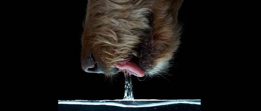 Spritzt furchtbar, ist aber effektiv: Mit zurückgeklappter Zunge erzeugen Hunde beim Trinken eine besonders großvolumige Wassersäule, die sie aufschnappen kurz bevor sie wieder zusammenfällt.