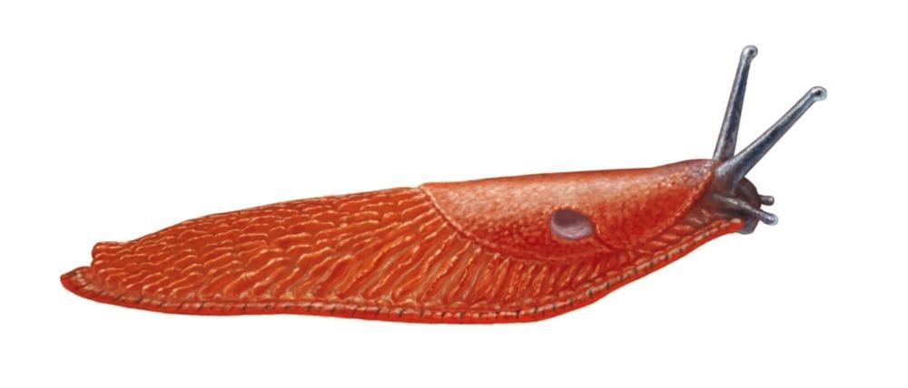 Der Klassiker der Nacktschnecken und Schrecken aller Gärtner: Die Spanische Wegschnecke, die es in Spanien gar nicht gibt