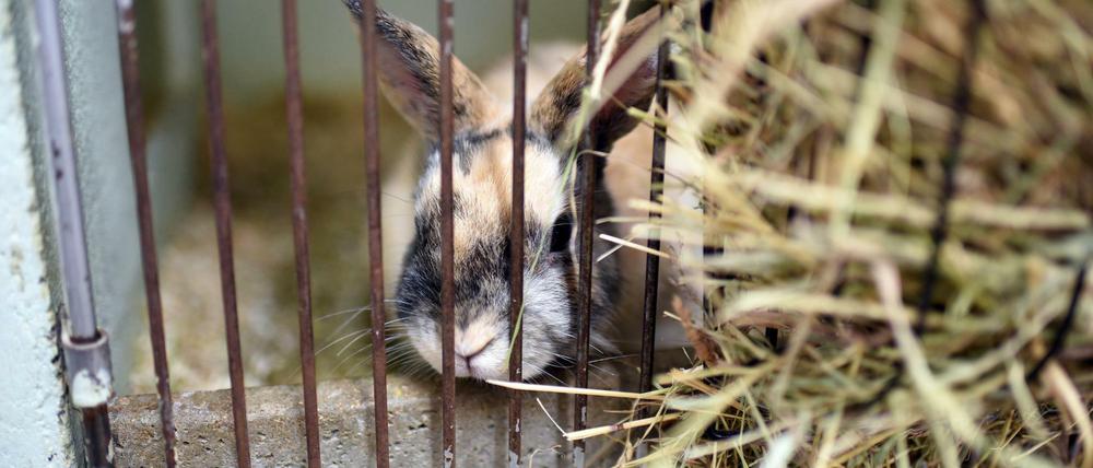 Nach Weihnachten landen viele unbedacht verschenkte Tiere im Tierheim. 