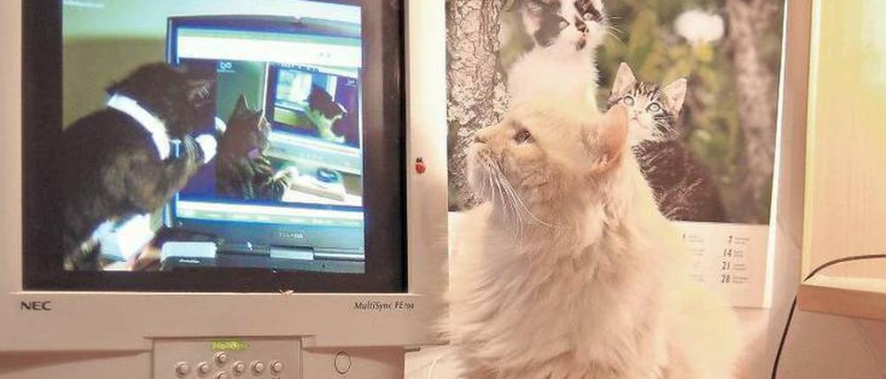 Niedlich oder nervig? Das Internet ist übervoll mit Katzenvideos. Selbst den Katzen scheint das zu gefallen.