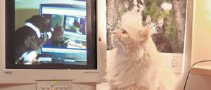 Niedlich oder nervig? Das Internet ist übervoll mit Katzenvideos. Selbst den Katzen scheint das zu gefallen. 
