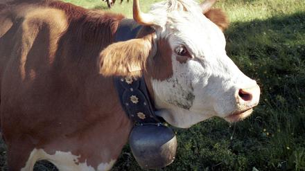 Eine Eringerkuh mit einer Glocke um den Hals steht im Juni 2003 auf einer Alpwiese in der Nähe des schweizerischen Dörfchens Gspon. Eine Tierschützerin aus den Niederlanden möchte Kuhglocken abschaffen. 