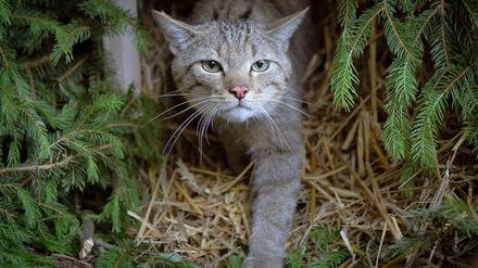Eine Wildkatze in Deutschland. In Australien will man zwei Millionen Tiere töten. 