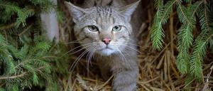 Eine Wildkatze in Deutschland. In Australien will man zwei Millionen Tiere töten. 